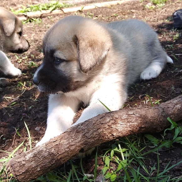 Meet your Posher, Emelia - Picture 1 of 1